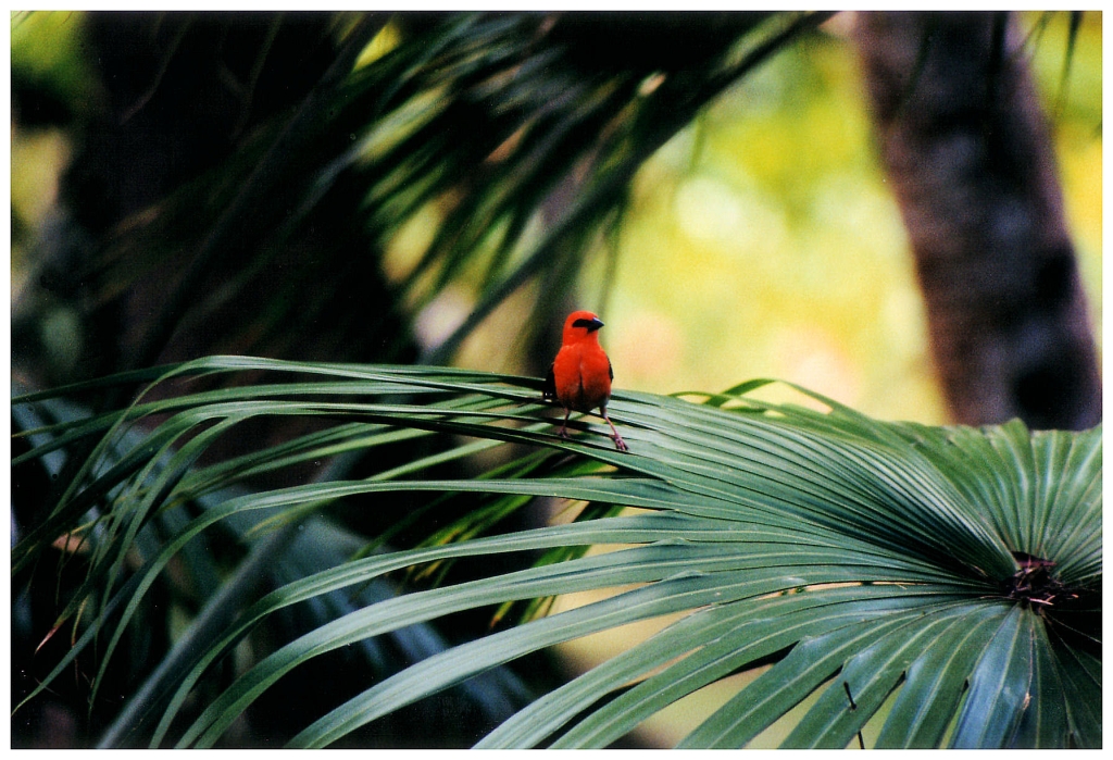 01 - Ile Maurice (27).jpg